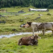 Projection documentaire - La ferme des Bertrand