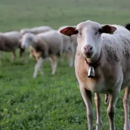 Projection du documentaire Être Vivant(s)- interroger nos liens