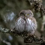 Projection du film Chevêchette d'Europe, Rencontre des regards