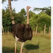 Projection du Film d’Alice GODART «Élever au grain »