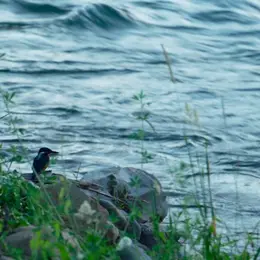 Projection du film Habiter le paysage