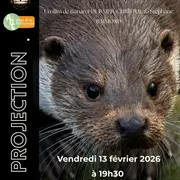 Projection du film La loutre en toute intimité