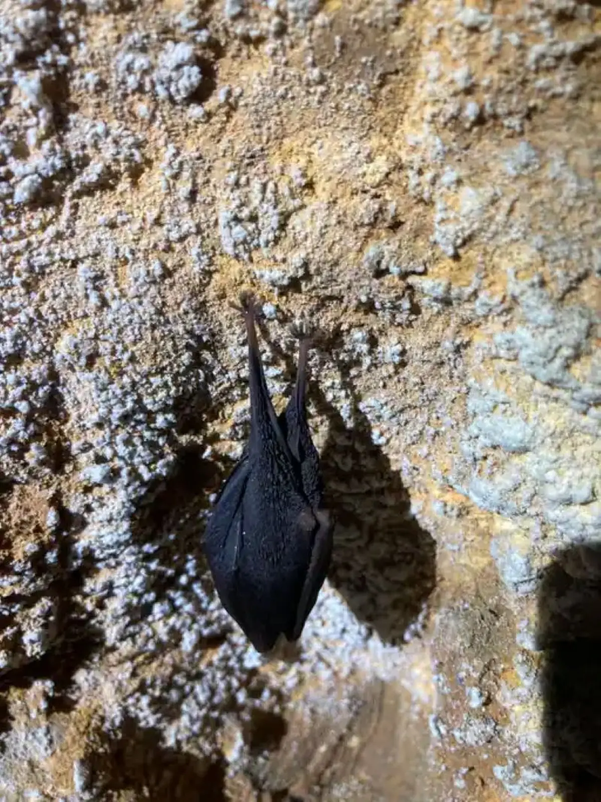 Projection du film La vie du grand rhinolophe de Tanguy Stoécklé
