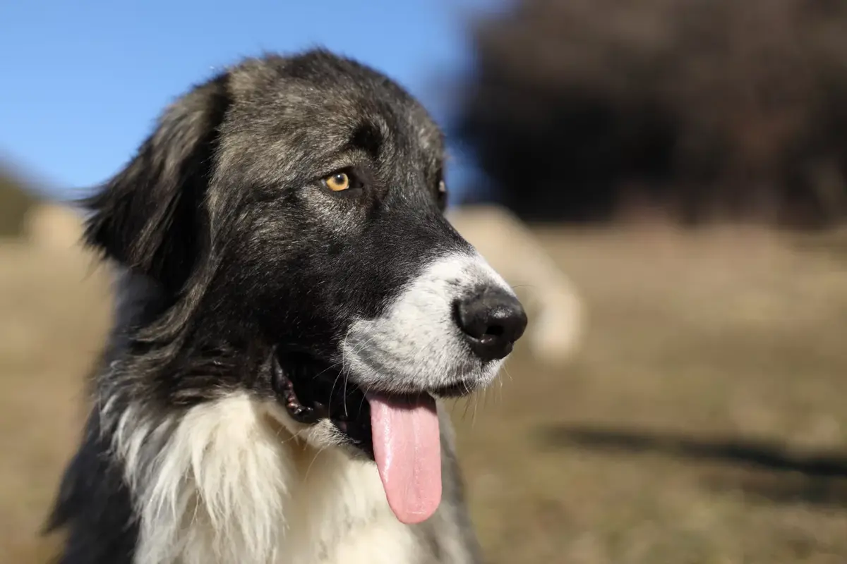 Projection - échange Sur Les Chiens De Protection