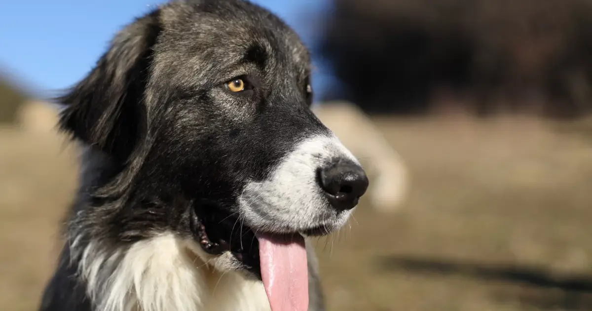 Projection - échange Sur Les Chiens De Protection