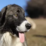 Projection - échange Sur Les Chiens De Protection