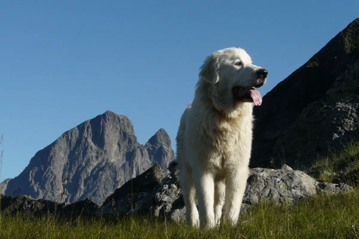 Projection - échanges : Chiens de protection des troupeaux