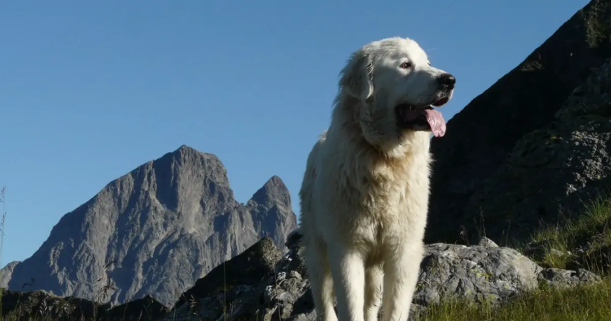 Projection - échanges : Chiens de protection des troupeaux