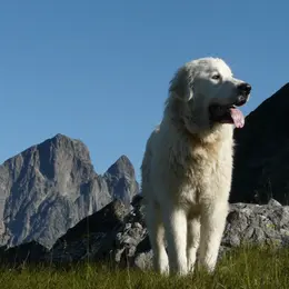 Projection - échanges : Chiens de protection des troupeaux
