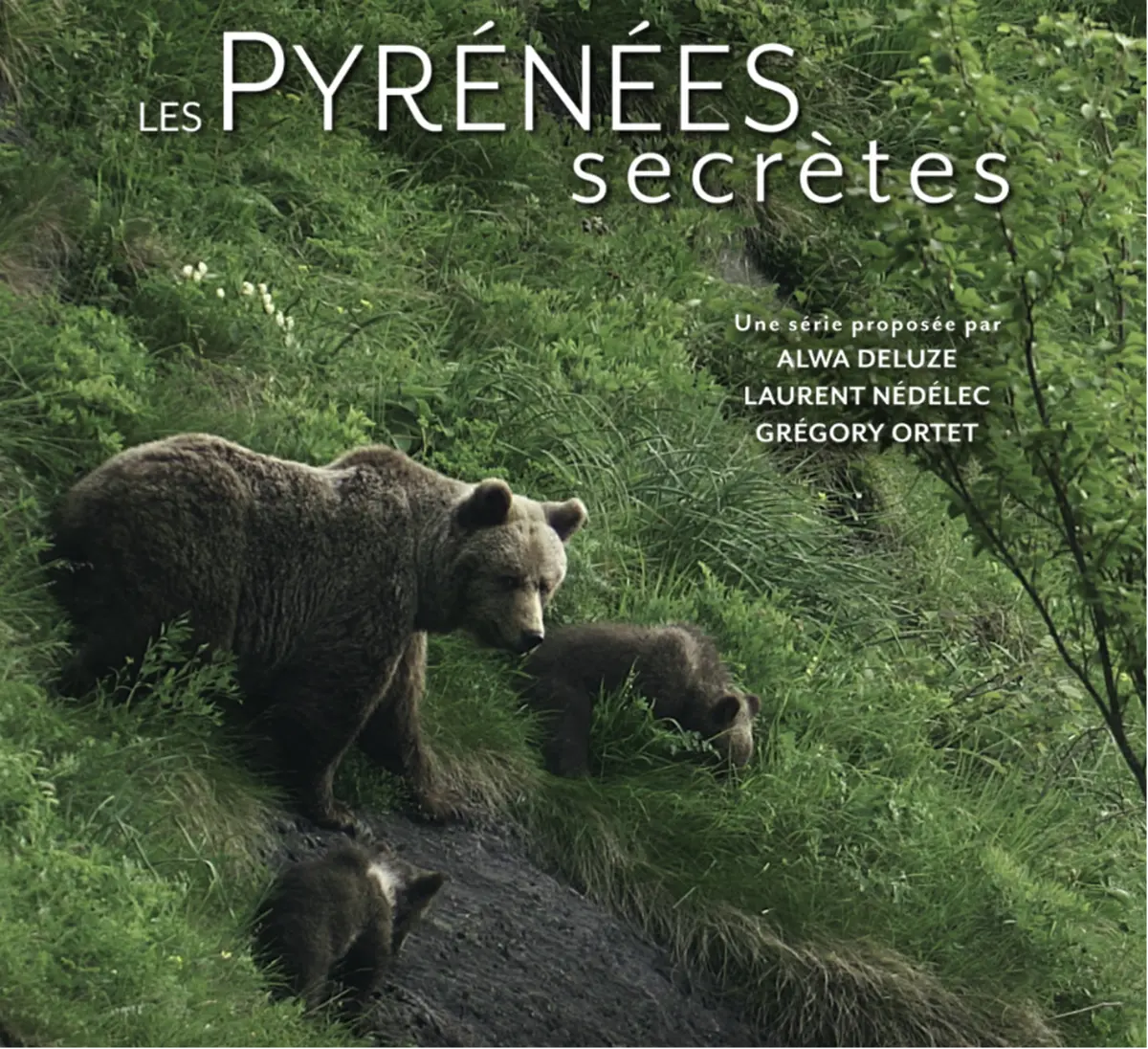 Projection - échanges : Le roi des fôrets ancestrales, l'Ours Brun