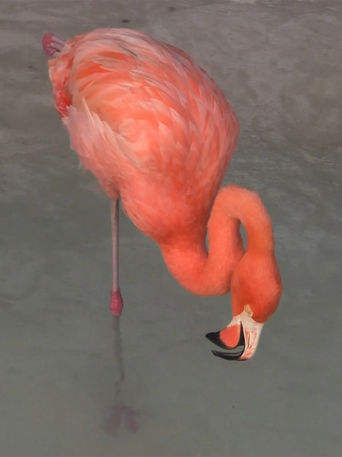 Projection Laure Prouvost Dit Peur