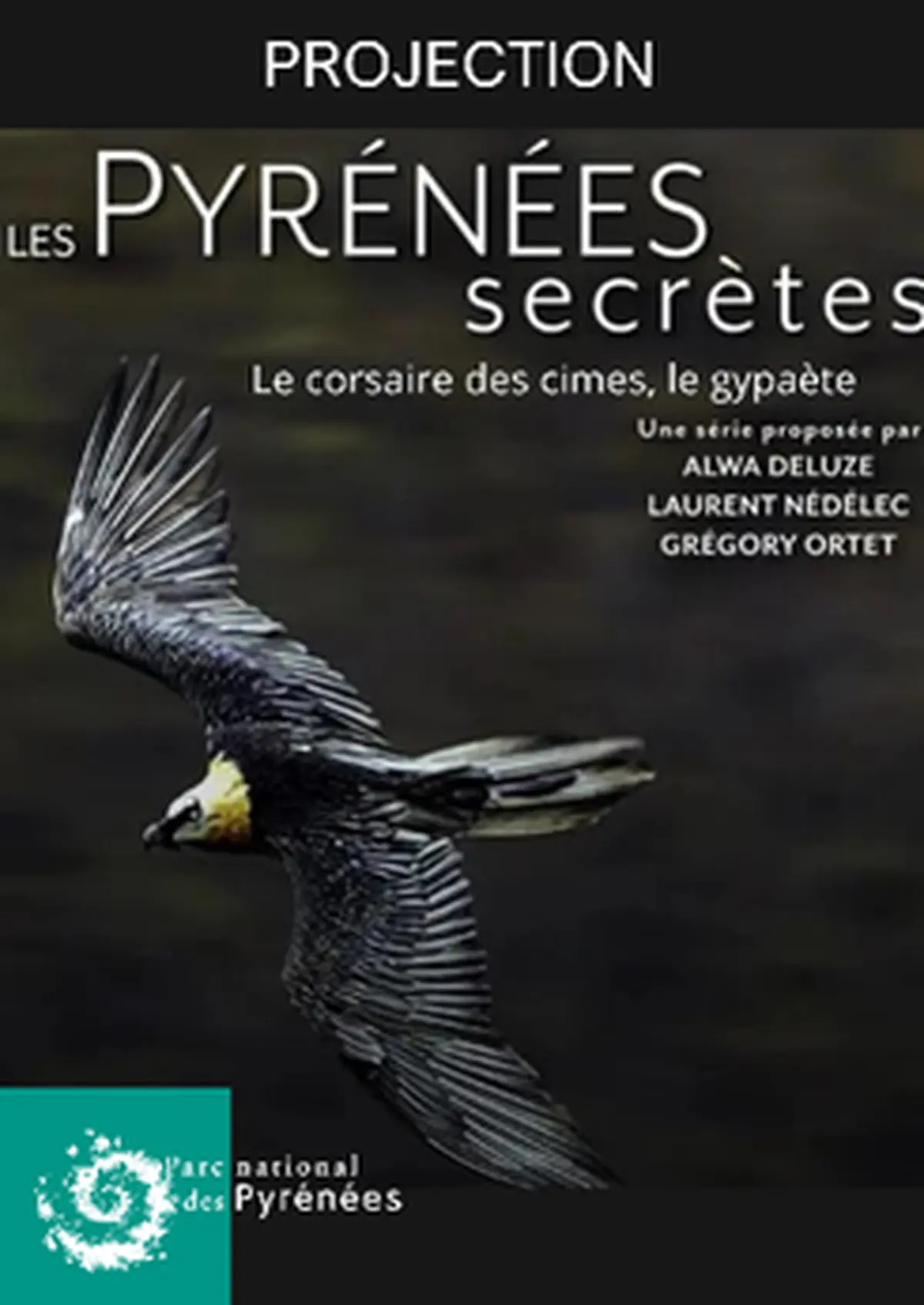 Projection : Le corsaire des cimes, le gypaète barbu