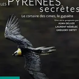 Projection : Le corsaire des cimes, le gypaète barbu