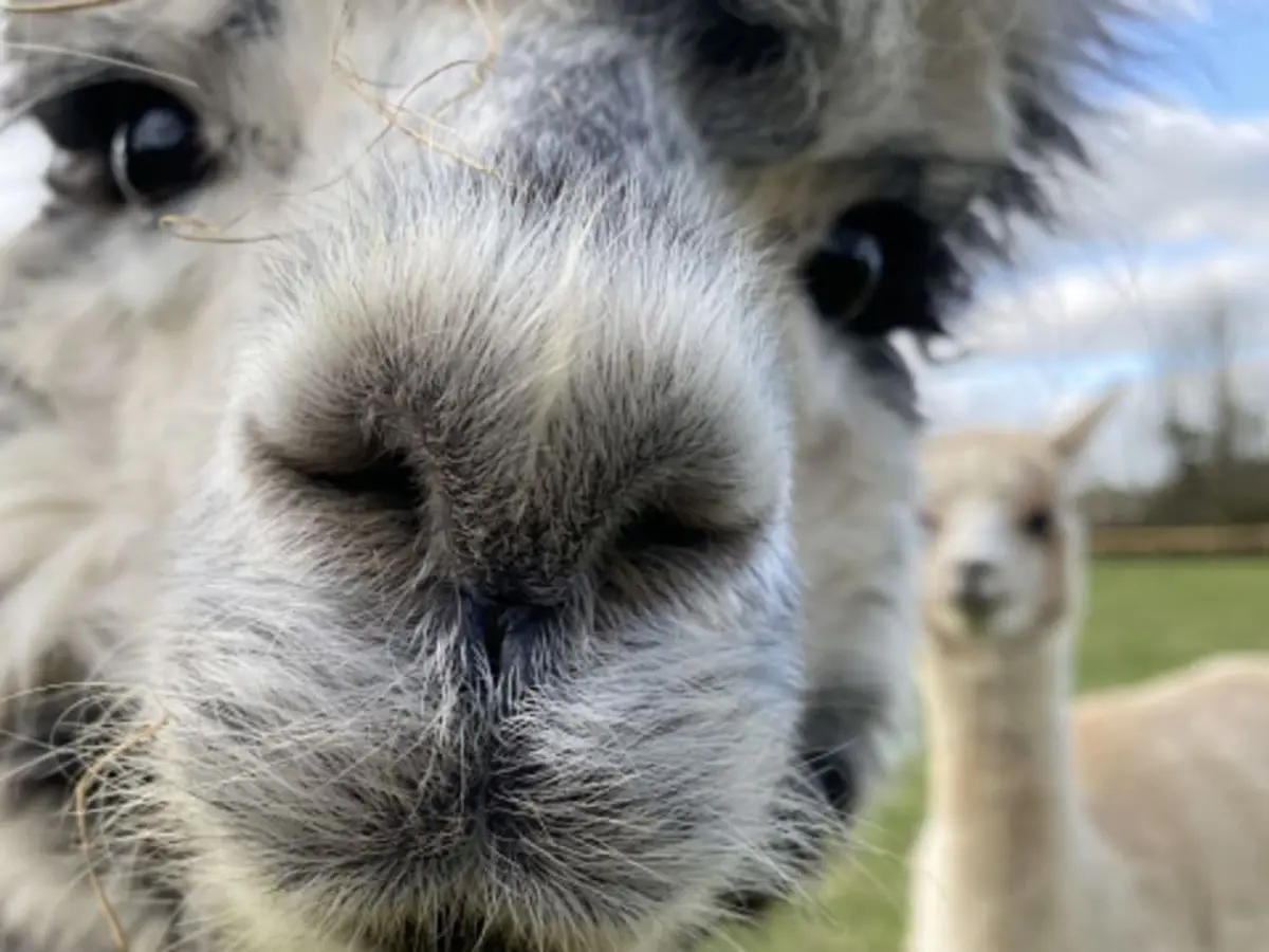 Promenade avec des alpagas à Sanzay (79)