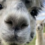 Promenade avec des alpagas à Sanzay (79)