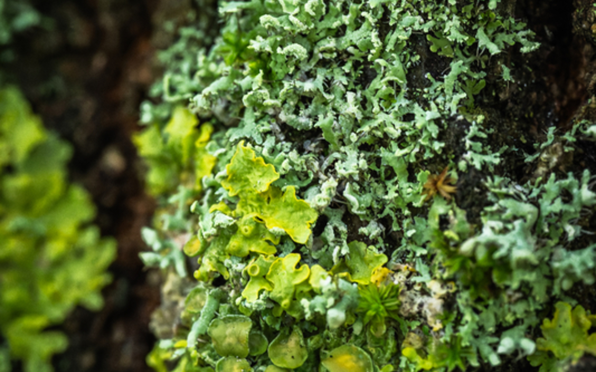 Promenade dans le monde des lichens