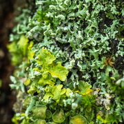 Promenade dans le monde des lichens