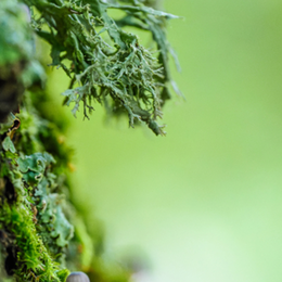 Promenade dans le monde des lichens