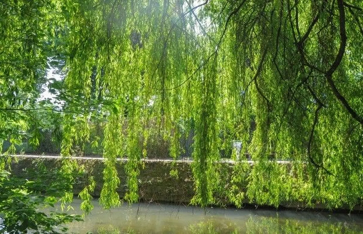 Promenade des berges du Ziegelwasser