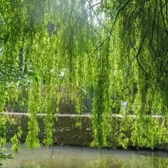 Promenade des berges du Ziegelwasser
