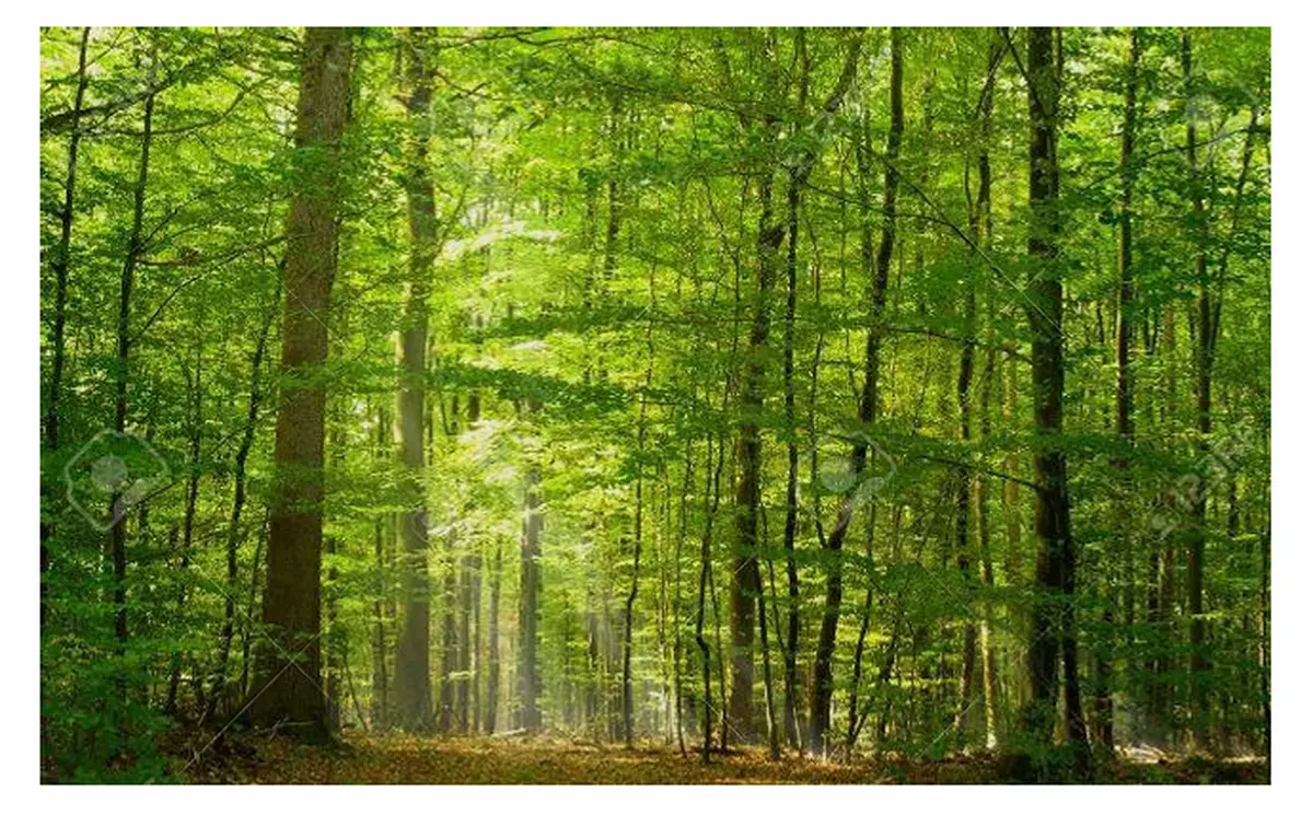 Promenade en forêt