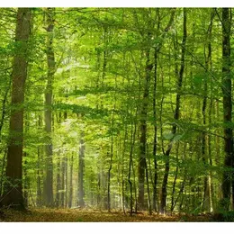 Promenade en forêt