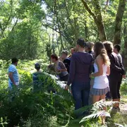 Promenade nature en forêt sur l'histoire et la gestion de la forêt Landaise
