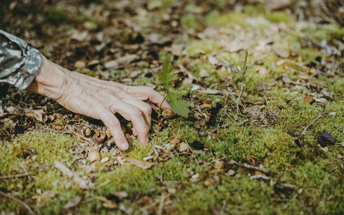 Habiter la forêt, promenade poétique