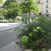 Promenade végétale dans le quartier de la Nouvelle Athènes