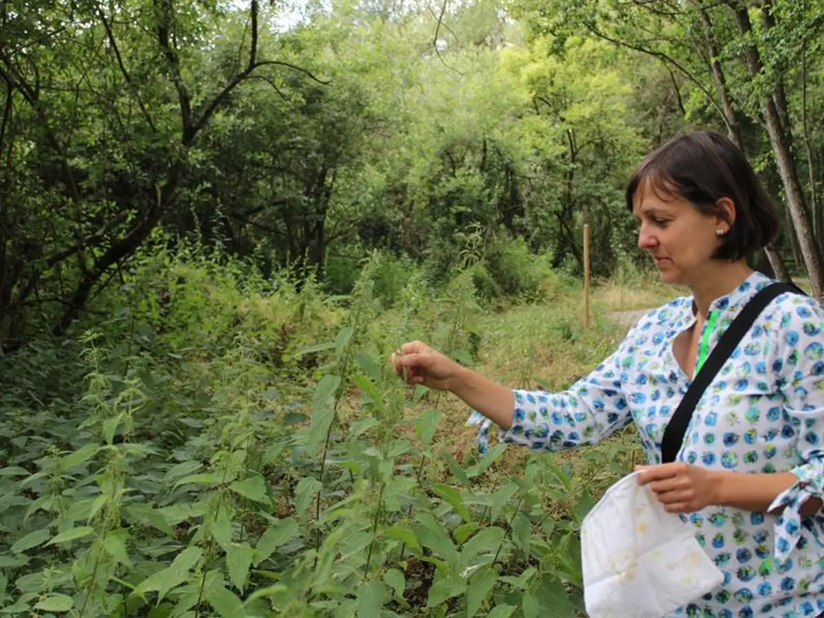 Promenons-nous dans les bois