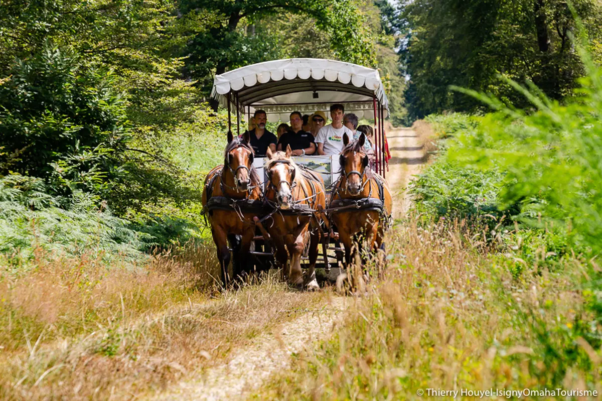 Promenons-nous dans les bois, au rythme des chevaux