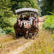 Promenons-nous dans les bois, au rythme des chevaux
