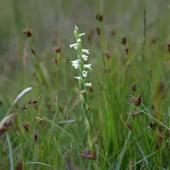 Prospection de la Spiranthe d’été