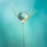 Proxi et macrophotographie