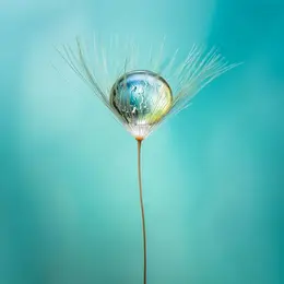 Proxi et macrophotographie