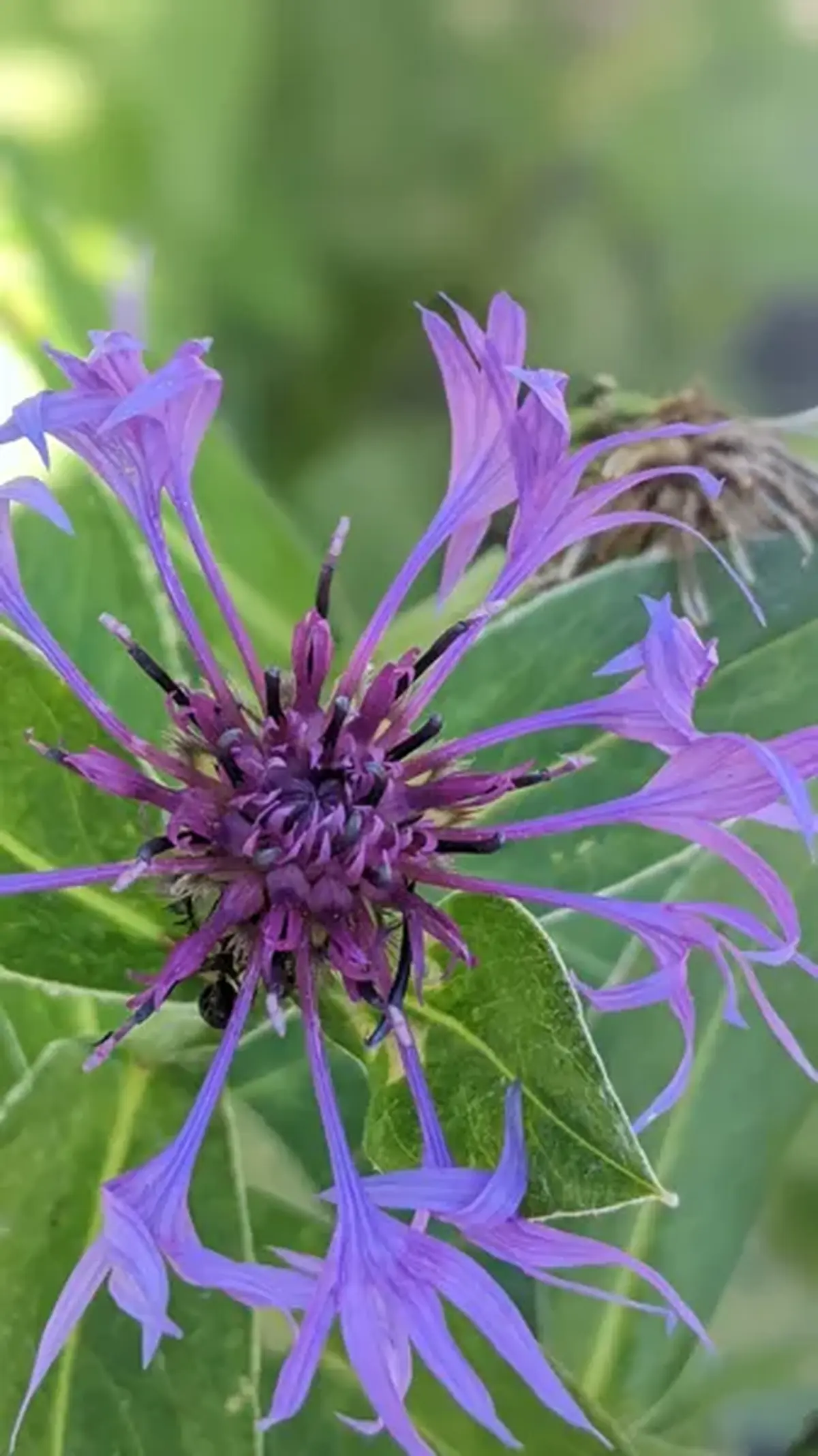 Qu'est ce qu'une plante ?