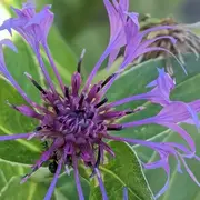 Qu'est ce qu'une plante ?