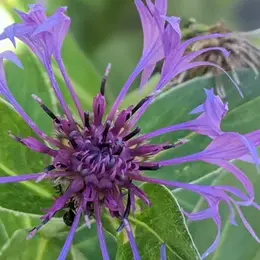 Qu'est ce qu'une plante ?