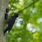 Quand la forêt chante : à la découverte des oiseaux ardennais