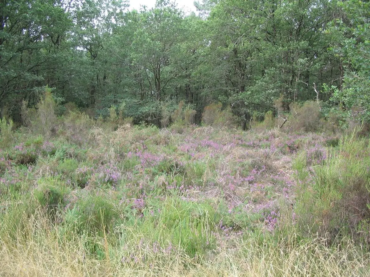 Quand la forêt cotoie la lande!