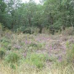 Quand la forêt cotoie la lande!