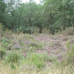Quand la forêt cotoie la lande!