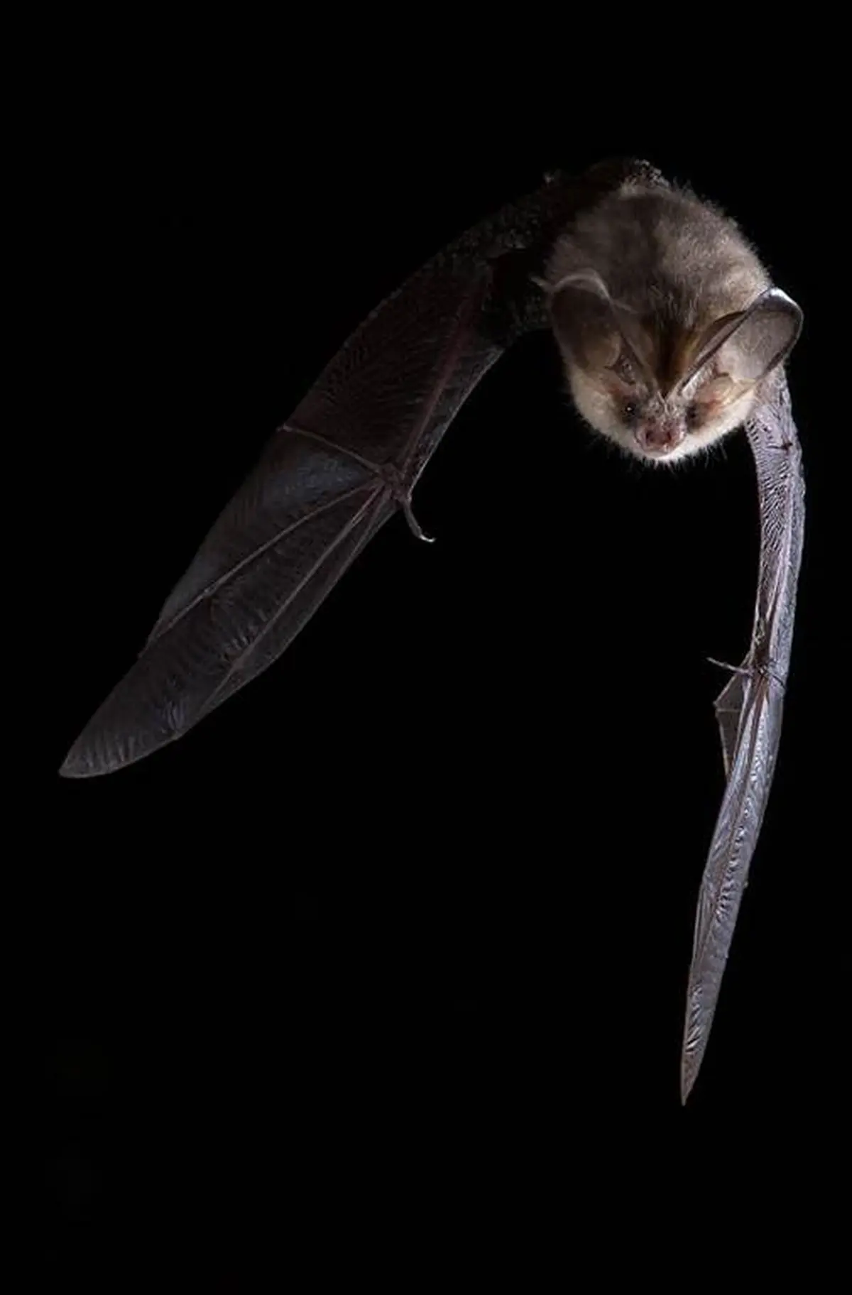 Quand la nuit s’anime : à la rencontre des chauves-souris