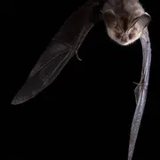 Quand la nuit s’anime : à la rencontre des chauves-souris