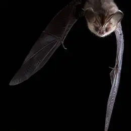 Quand la nuit s’anime : à la rencontre des chauves-souris