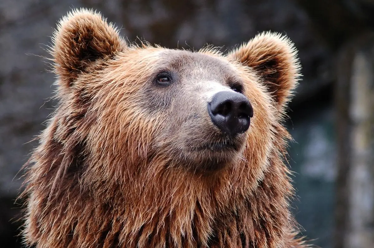 Quatre ours bruns orphelins en route vers le parc animalier de Sainte-Croix
