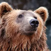 Quatre ours bruns orphelins en route vers le parc animalier de Sainte-Croix