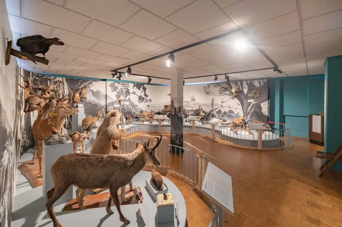 Musée d'Histoire naturelle et d'Ethnographie