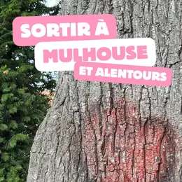 Que faire ce week-end autour de Mulhouse ? Nos idées sorties du 5 au 7 juin 2026