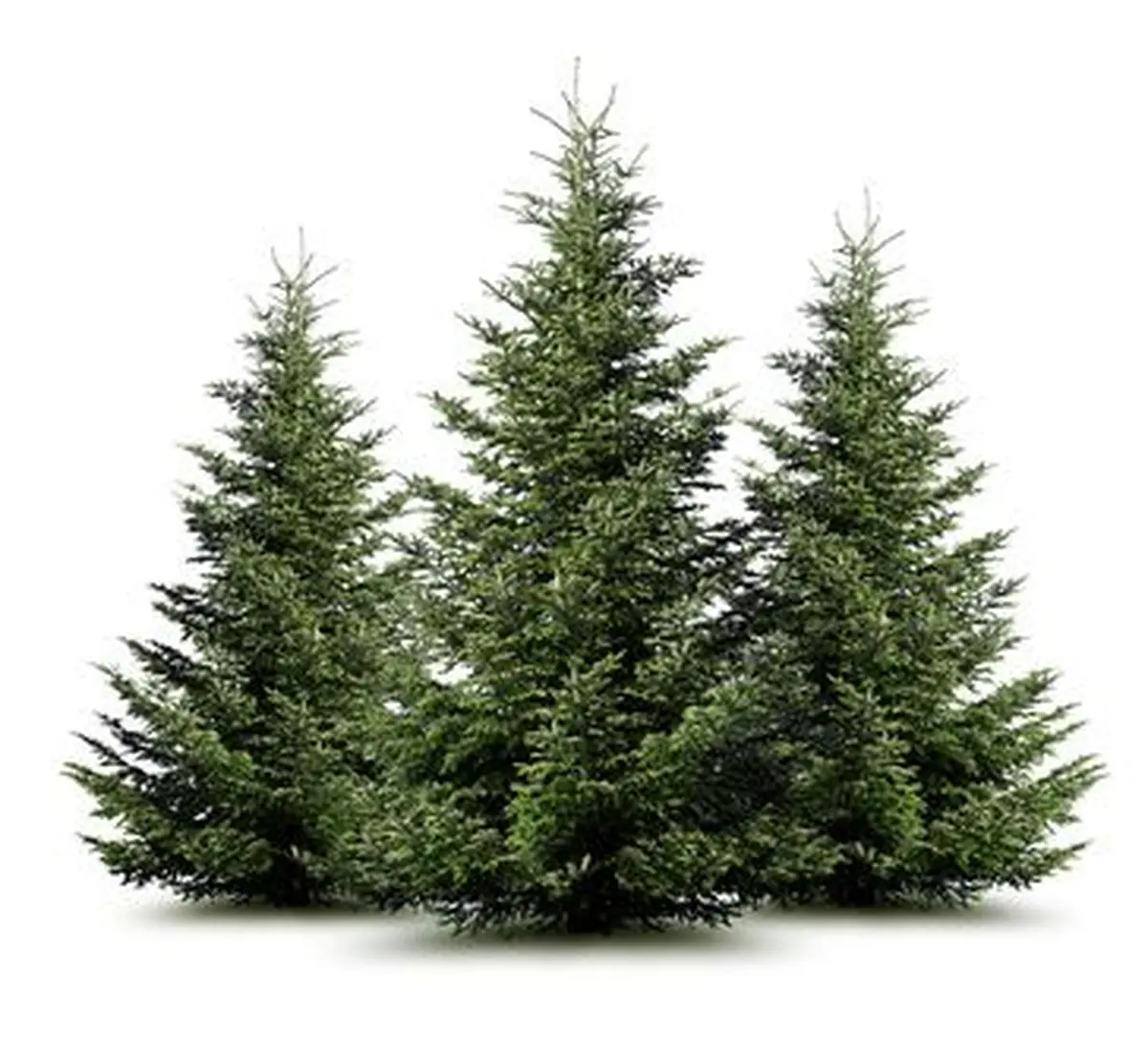 Que faire de son sapin de Noël après les fêtes ?